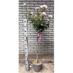 ROSA OV