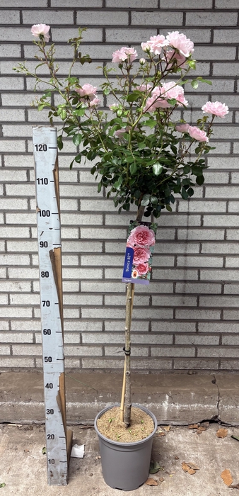 <h4>ROSA OV</h4>