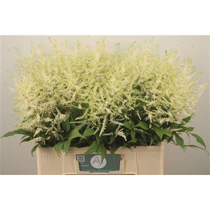 Astilbe Wasingthon White