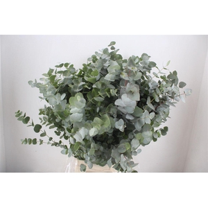 Euca Cinerea 300gr P Bunch