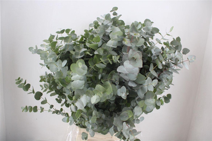 <h4>Euca Cinerea 300gr P Bunch</h4>