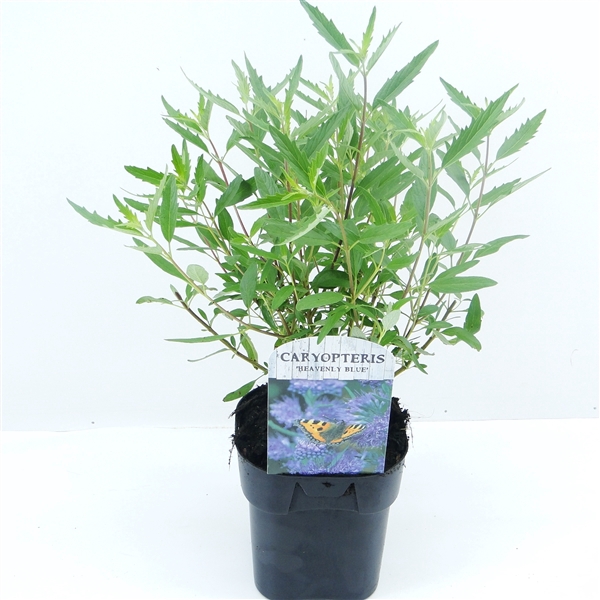 <h4>Caryopteris cland. Heavenly Blue</h4>