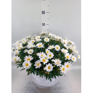 Argyranthemum   ...