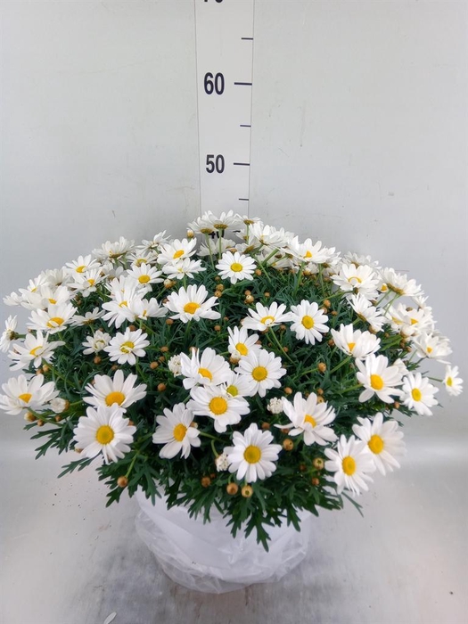 <h4>Argyranthemum   ...</h4>