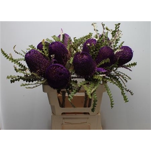 Banksia Speciosa Purple