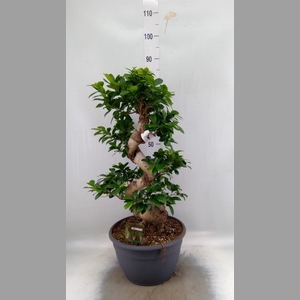 Ficus microcarpa 'Ginseng'