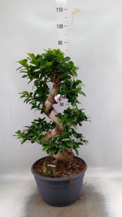 <h4>Ficus microcarpa 'Ginseng'</h4>