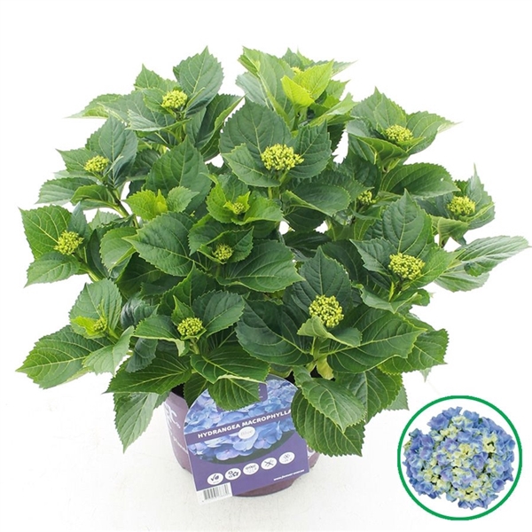 <h4>Hydrangea macr. Forever & Ever® Blauw C5 (23cm.) Kn.</h4>