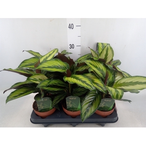 Calathea  'Beautystar'