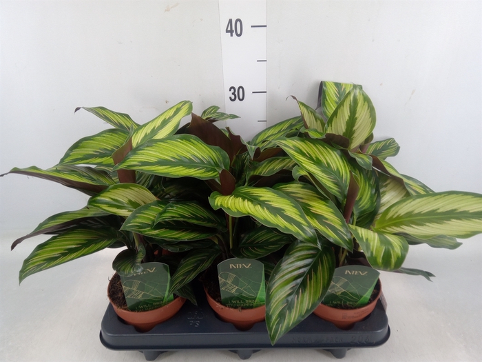 <h4>Calathea  'Beautystar'</h4>