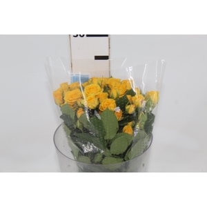 ROSA SPRAY YELLOW BABE 040 CM
