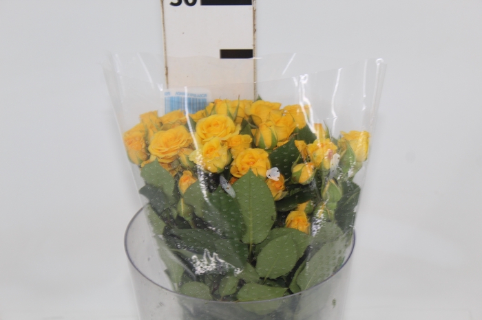 ROSA SPRAY YELLOW BABE 040 CM