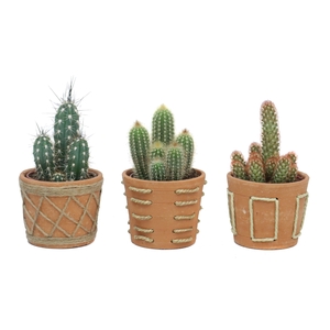 Cactus 12 cm in anaga pot