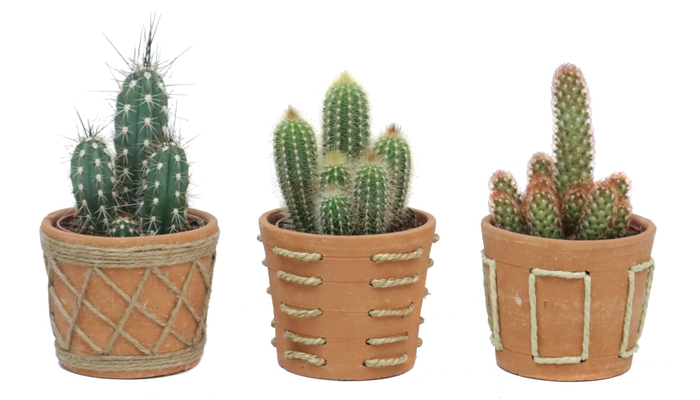 <h4>Cactus 12 cm in anaga pot</h4>