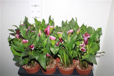 <h4>** Zant Paco 2-3++ * Spring Deal *</h4>
