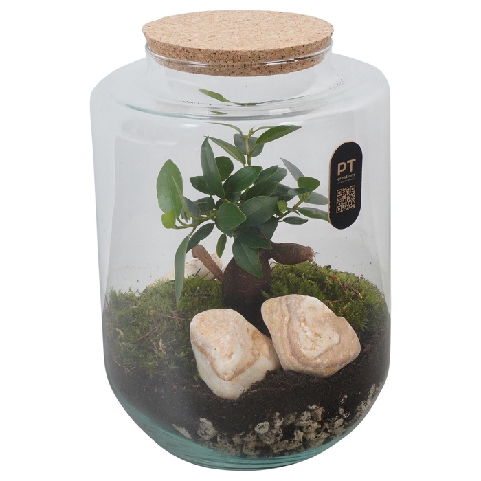 <h4>Arr.   Kamerplant Groen H%</h4>