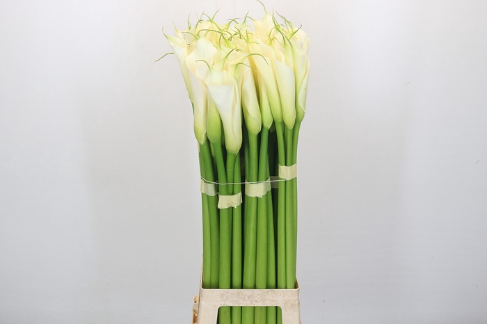 <h4>Zantedeschia Eydolls White</h4>