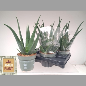 ALOE VERA