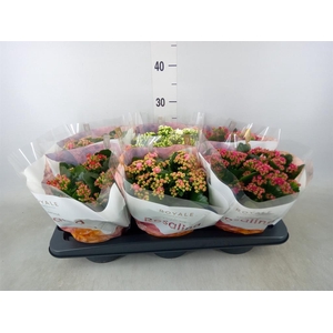 Kalanchoe blos. 'RoyalDon'   ..mix