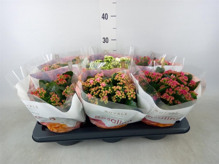 <h4>Kalanchoe blos. 'RoyalDon'   ..mix</h4>