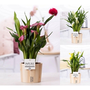 Zantedeschia mix in P&PURE Wood 5