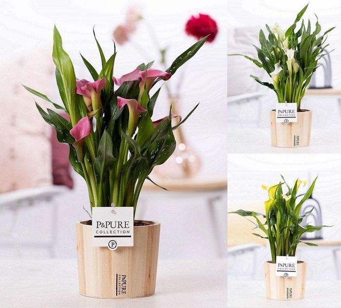 <h4>Zantedeschia mix in P&PURE Wood 5</h4>