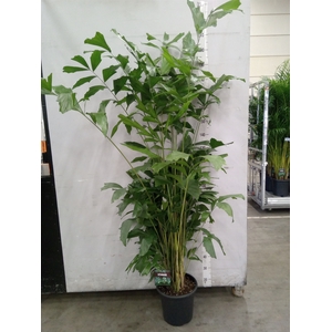 Caryota mitis