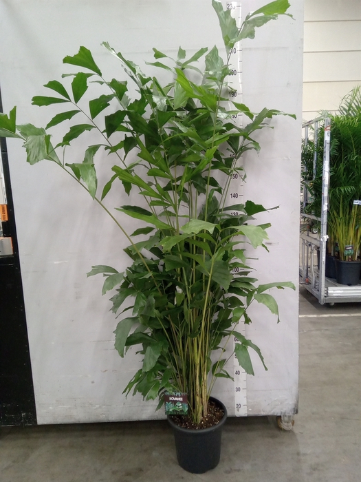 <h4>Caryota mitis</h4>
