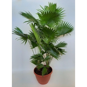 Livistona rotundifolia