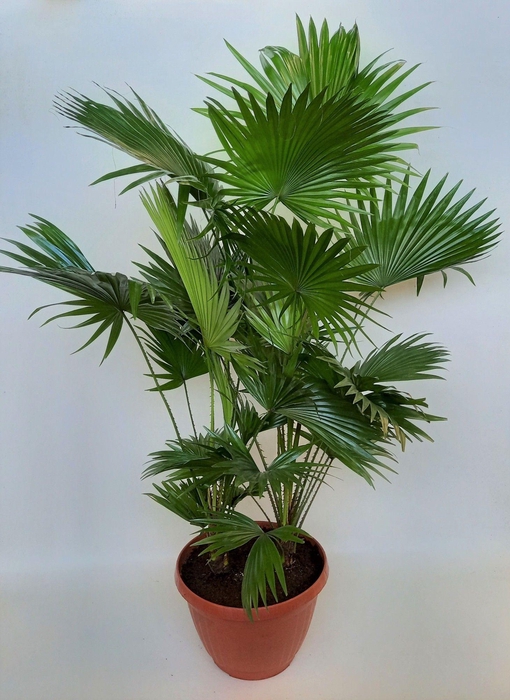 <h4>Livistona rotundifolia</h4>