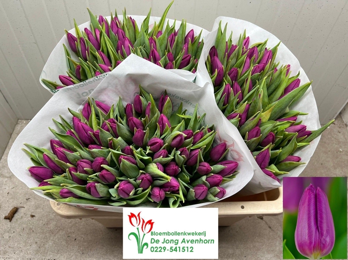 <h4>TU EN PURPLE PRINCE</h4>