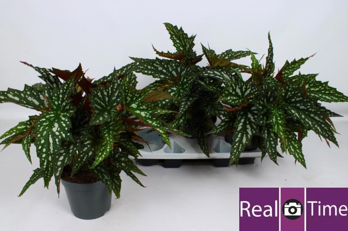 <h4>BEG MA WIGHTII</h4>