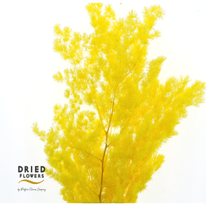 Dried Bleached Asparagus Retrofractus Yellow