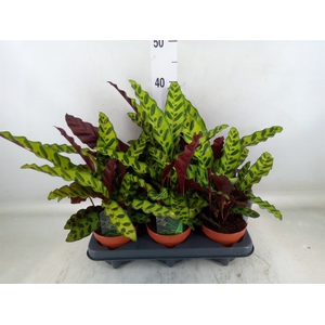 Calathea lancifolia