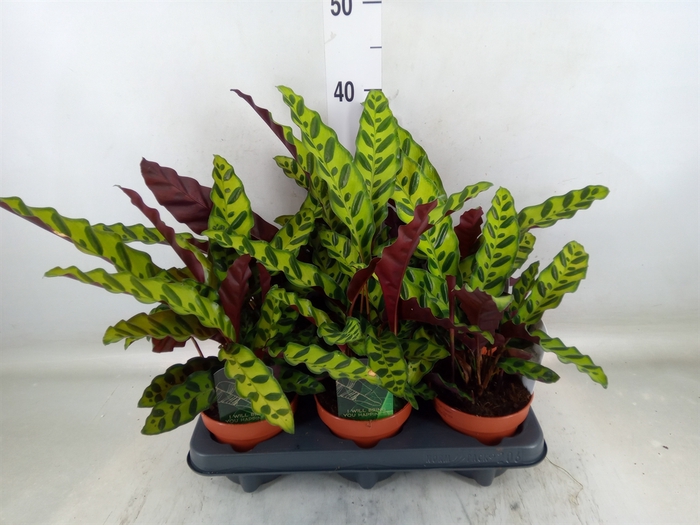 <h4>Calathea lancifolia</h4>