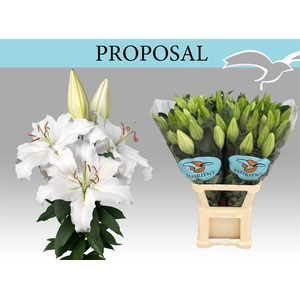 Li Or Proposal