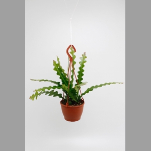 EPIPHYLLUM ANGULIGER