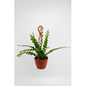 EPIPHYLLUM ANGULIGER