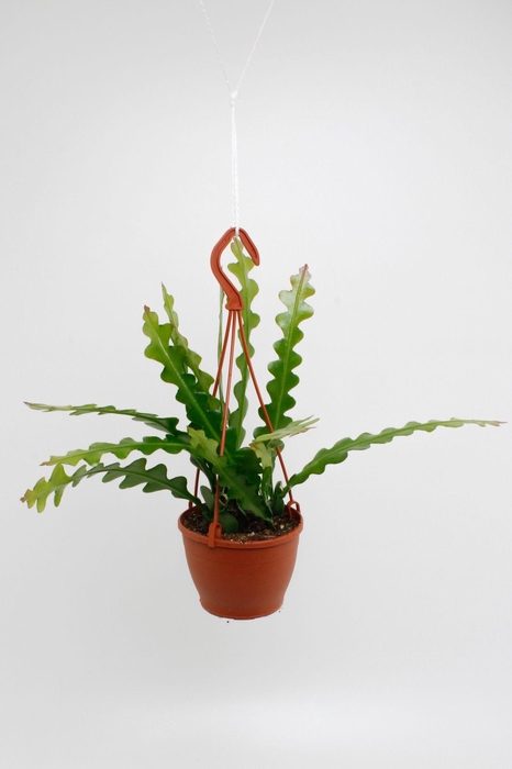 <h4>EPIPHYLLUM ANGULIGER</h4>