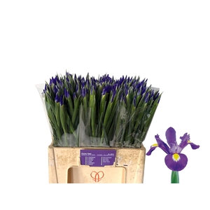 IRIS BLUE MAGIC