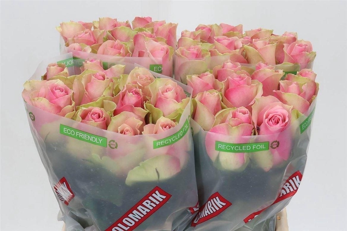 <h4>Rosa Belle Rose</h4>