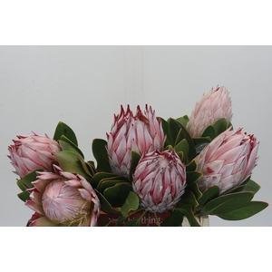 Protea Cynaroides