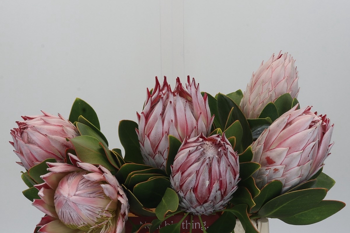 <h4>Protea Cynaroides</h4>