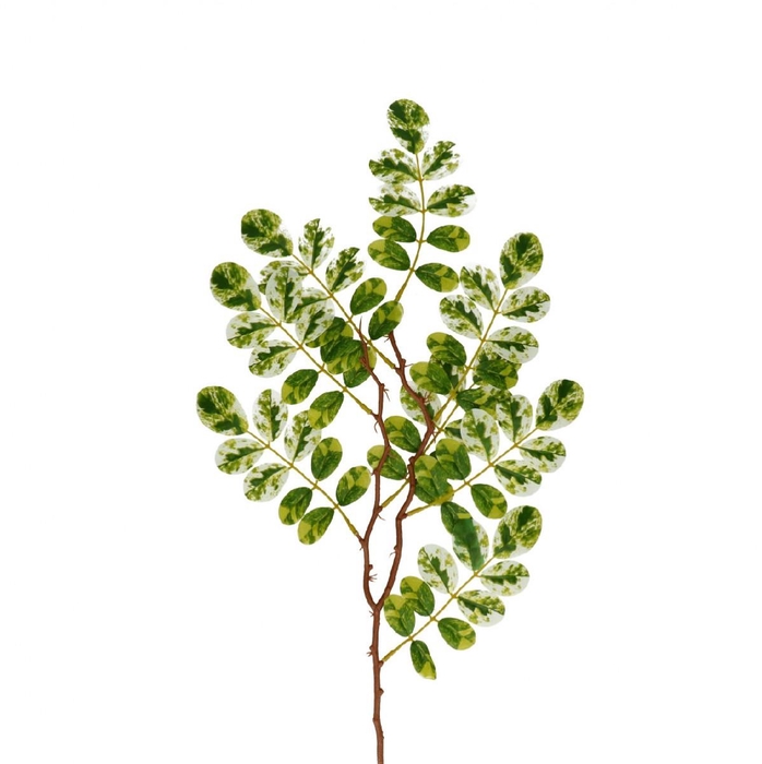 <h4>Ficus 65cm</h4>