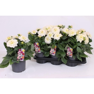 Dahlia Labella Grande White