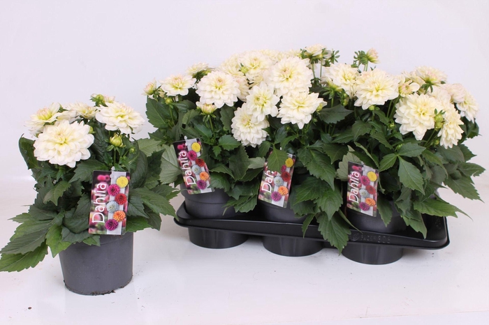 <h4>Dahlia Labella Grande White</h4>