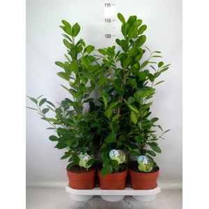 Ficus microcarpa 'Moclame'