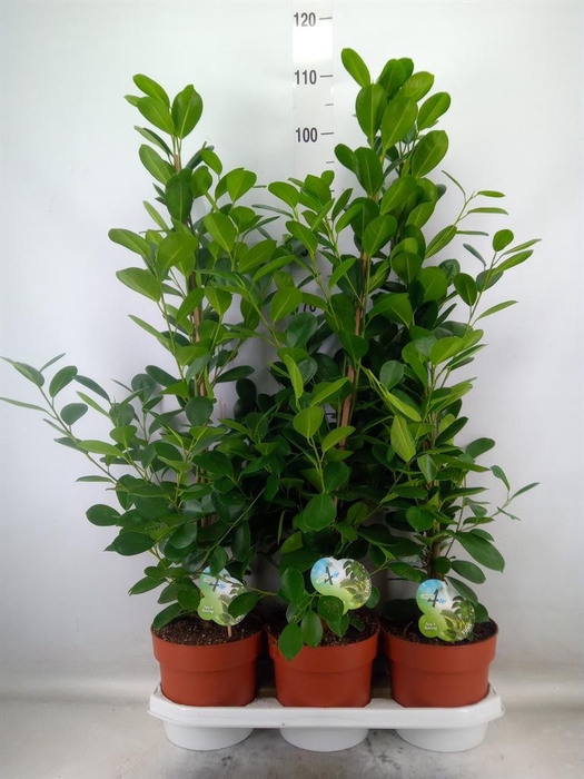<h4>Ficus microcarpa 'Moclame'</h4>