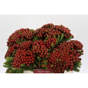 Kaaps Groen Alb. Red