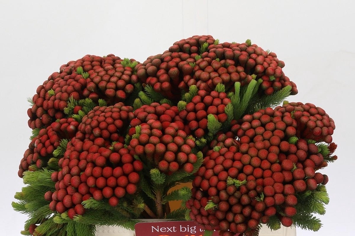 <h4>Kaaps Groen Alb. Red</h4>